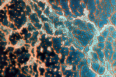 Modern and Ancient Carbonates and Reefs